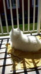 User Profile: flyingcat