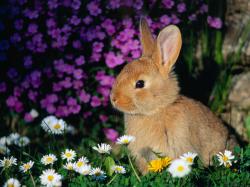 User Profile: bunnyhops