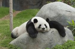 User Profile: Panda108