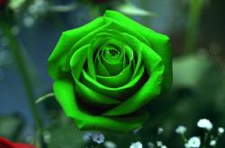 User Profile: SuzyR610