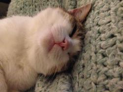 User Profile: InigoMontoya