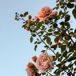 User Profile: nars12