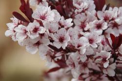 User Profile: Nettle