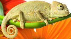 User Profile: LeoBerry