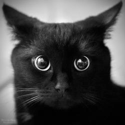 User Profile: ShadowCat