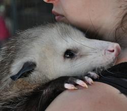 User Profile: opossum