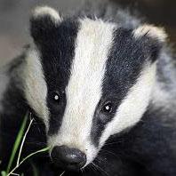User Profile: BadgerBoy