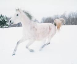 User Profile: Snowflake95