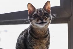 User Profile: Thecatbutt