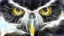 User Profile: LightOwl