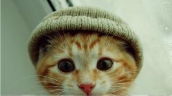User Profile: goldyCat