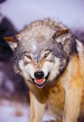 User Profile: AlwaysTheLoneWolf