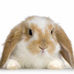 User Profile: patientBunny