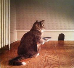User Profile: meowmax