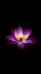 User Profile: LotusFlower143