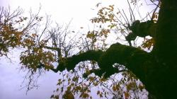 User Profile: komodokei