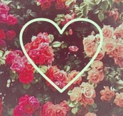User Profile: littlediamondpetals