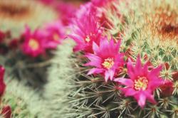 User Profile: aflowerpetal