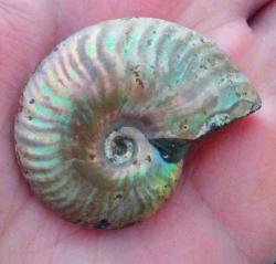 User Profile: rainbowswirlfossil