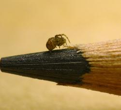 User Profile: Spider