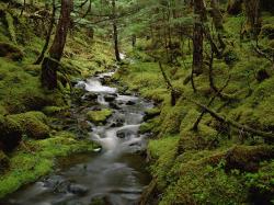User Profile: TemperateRainforest