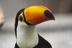 User Profile: ReliableKiwi