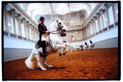 User Profile: Bipolarhorselover