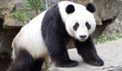 User Profile: pandabear2003