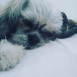 User Profile: ConfusedDoggoLover
