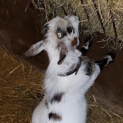 User Profile: Madaraismyspiritanimal