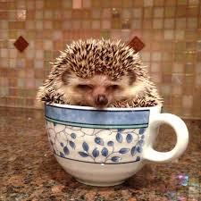 User Profile: bipolarhedgehog
