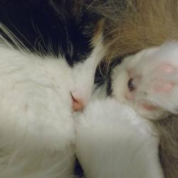 User Profile: catsith