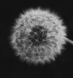 User Profile: freshFlower6438