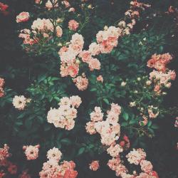 User Profile: cantfindhappiness