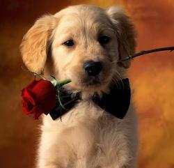 User Profile: Rosebud01