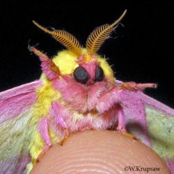 User Profile: MothFairy00