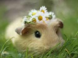 User Profile: BubblyGumdrop
