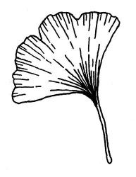 User Profile: GrowingGinkgo8847