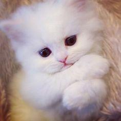 User Profile: cynchacat