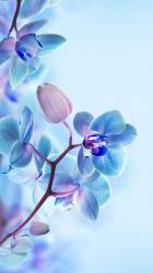 User Profile: Justalittleperson