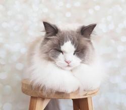 User Profile: spookybagel