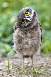User Profile: BurrowOwl