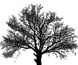User Profile: Treeness