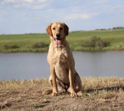 User Profile: Inthemeadow