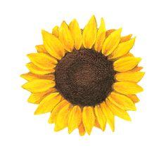 User Profile: SunflowerrSam