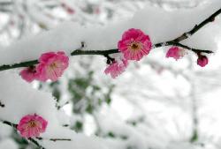 User Profile: WinterBlooms