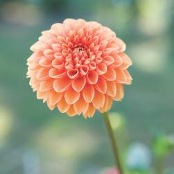 User Profile: Ginger262