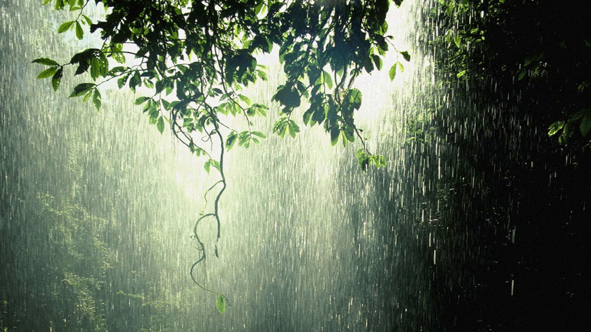 User Profile: Petrichor11