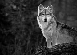 User Profile: WildestWolf
