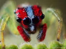 User Profile: ArachnoChronos